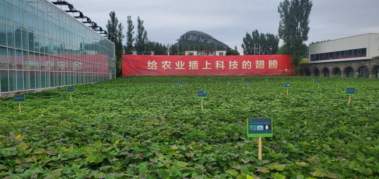 5 乡村振兴齐鲁样板“尼山鹿鸣”示范区实景图.png
